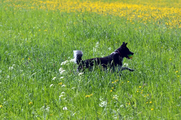 Spelen Honden Huisdier — Stockfoto