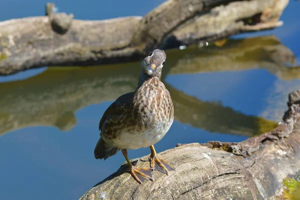 Pato Mandarim Pássaro Penas — Fotografia de Stock