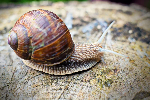 Grapevine Plže Přední Části Přírodního Pozadí — Stock fotografie