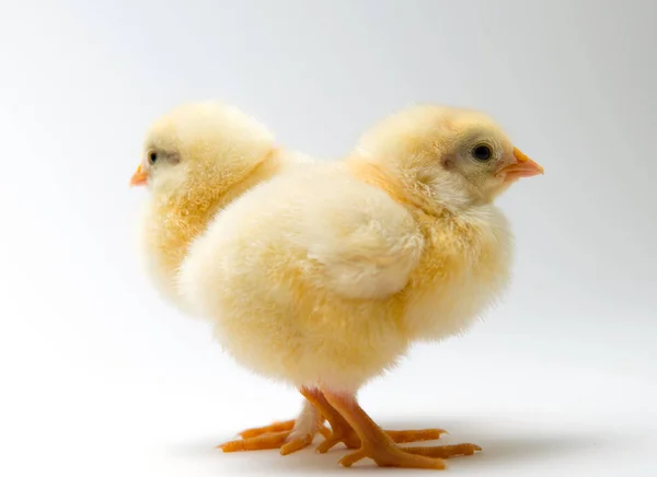 Heart Two Little Chicks Front Bright Background — Stock Photo, Image