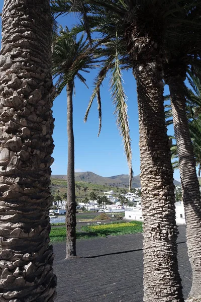 Harya Daki Palmiyeler Lanzarote — Stok fotoğraf