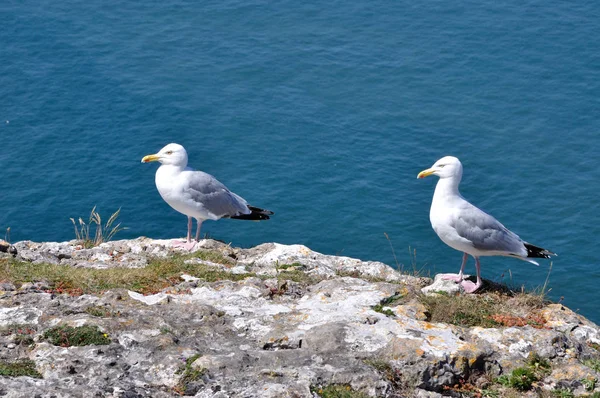 Чайка Larus Argentatus Большой Голове Орма Llandudno Побережье Уэлша Ирландское — стоковое фото