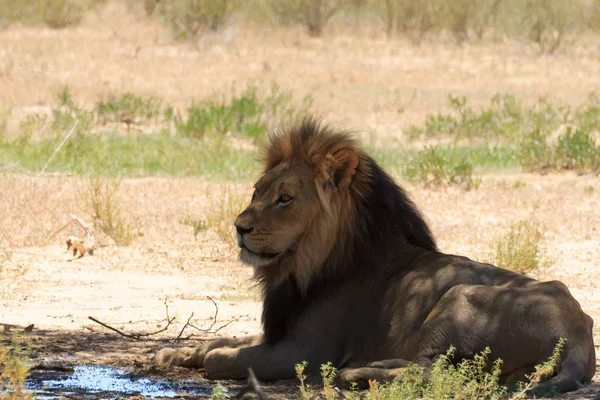 Ένα Λιοντάρι Από Εθνικό Πάρκο Kgalagadi Νότια Αφρική — Φωτογραφία Αρχείου