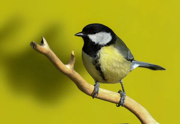 Great Tit Una Rama — Foto de Stock