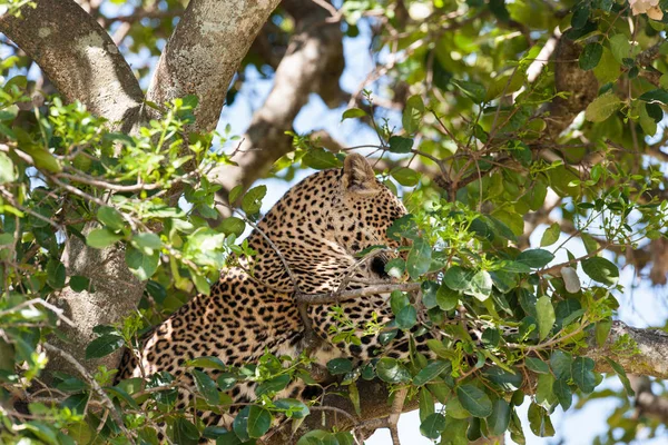 Gatto Ghepardo Animale Leopardo — Foto Stock