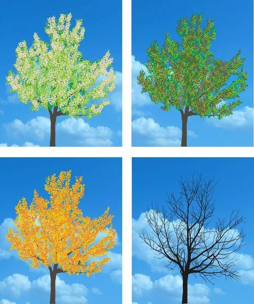 Illustration Set Von Vier Jahreszeiten Des Apfelbaums — Stockfoto