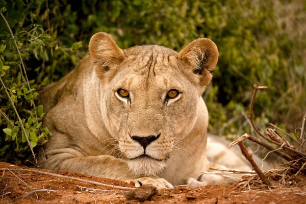 Lioness Gazing Viewer Lying — Stock Photo, Image