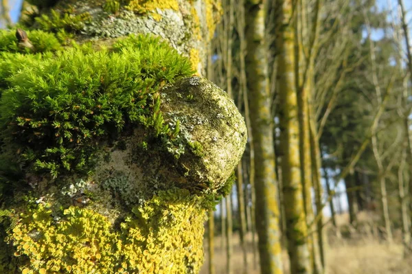 Starý Pařez Stromu Lese — Stock fotografie