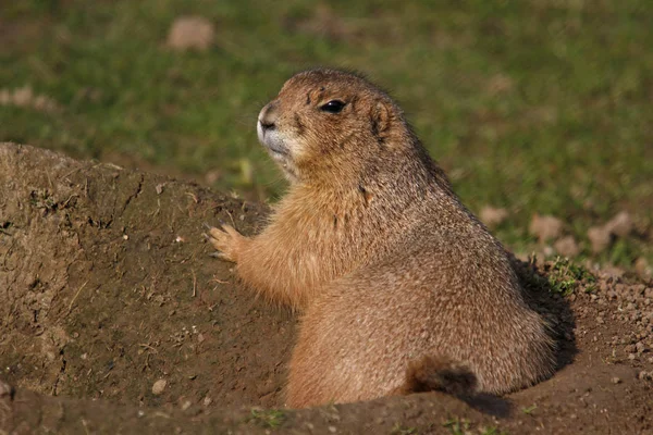 Chien Prairie Animaux Sauvages Genre Cynomys Hamster — Photo