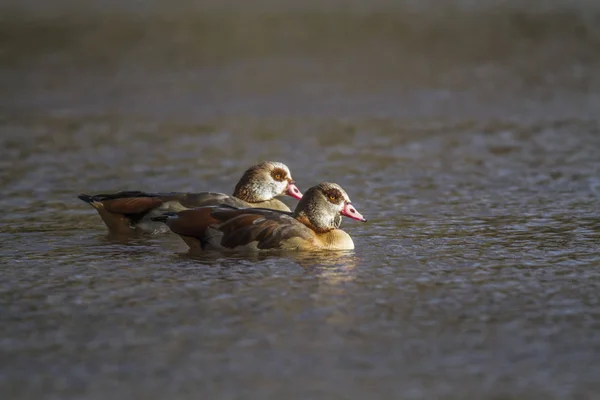 Twee Nijlganzen Het Water — Stockfoto