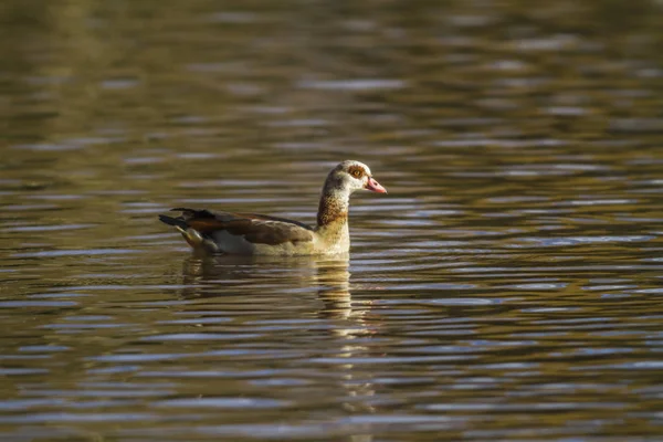 Oca Nile Sull Acqua — Foto Stock