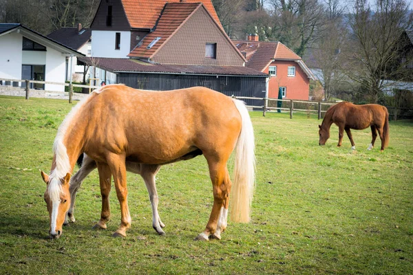 Lovagló Pónik Legelőn — Stock Fotó