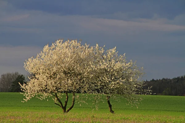 Malerischer Blick Auf Schöne Frühlingslandschaft — Stockfoto