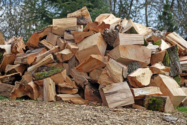 Brennholzhaufen Wald — Stockfoto