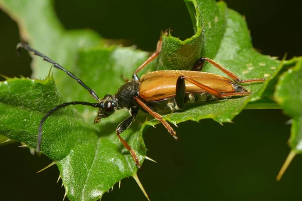 Närbild Insekter Vild Natur — Stockfoto