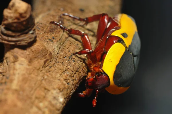 Closeup Bug Wild Nature — Stock Photo, Image