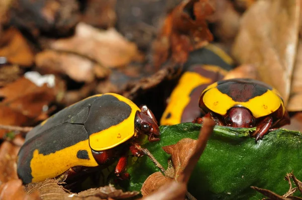 Close Bug Natureza Selvagem — Fotografia de Stock