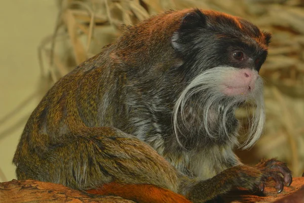 Αυτοκράτορα Tamarin Primate Χαριτωμένη Μαϊμουδίτσα — Φωτογραφία Αρχείου
