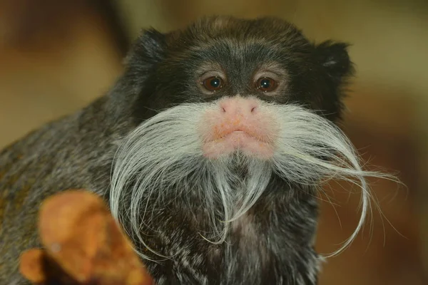 Emperor Tamarin Primate Cute Little Monkey — Stock Photo, Image