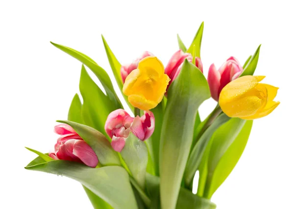 Bouquet Fresh Tulips Isolate White Background — Stock Photo, Image
