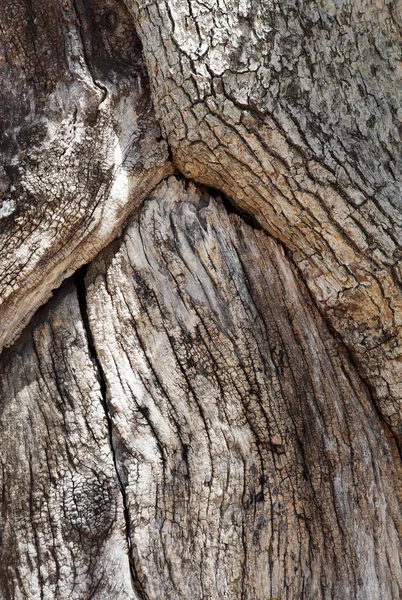 Закрыть Текстуру Камфоры Коре Дерева — стоковое фото
