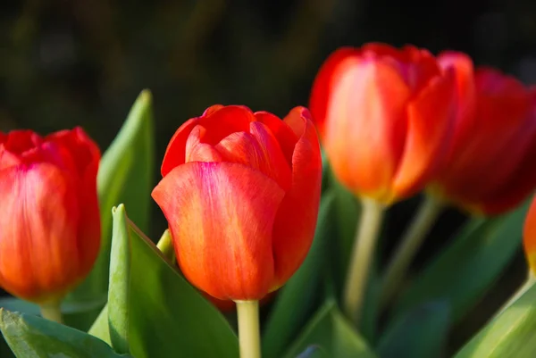 Gros Plan Bouquet Tulipes Rouges — Photo
