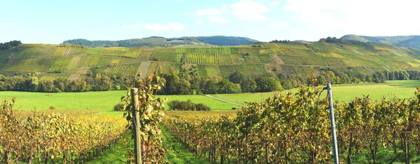 Queda Entre Brauneberg Mosel Castelos Panorama — Fotografia de Stock