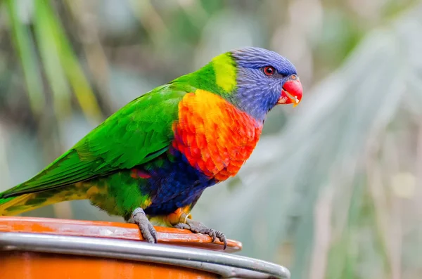 Australijski Tęczowy Lorikeet — Zdjęcie stockowe