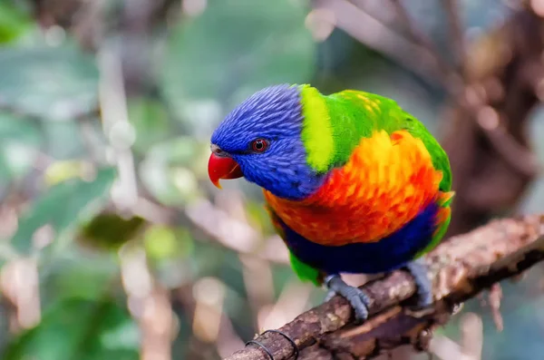 Ein Australischer Regenbogen Lorikeet — Stockfoto