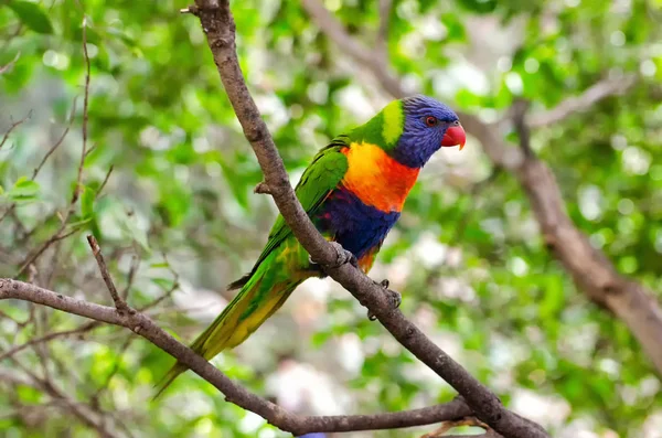 Australian Rainbow Lorikeet — Stock Photo, Image