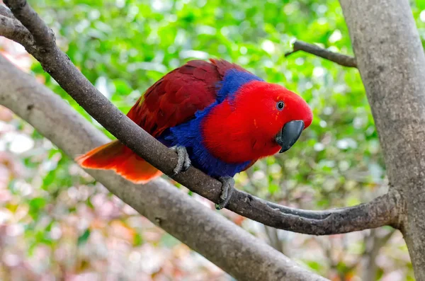 Vista Panorámica Hermoso Pájaro Loro —  Fotos de Stock