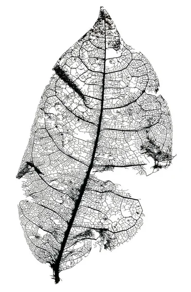 美丽的植物学照片 天然壁纸 — 图库照片