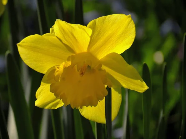 Bela Flor Primavera Narciso Narciso Daffodil — Fotografia de Stock