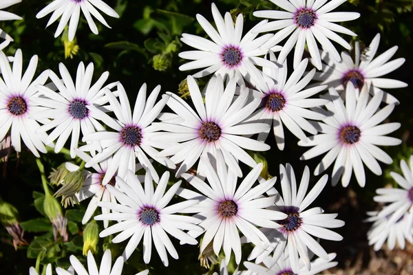 Όμορφα Καλοκαιρινά Λουλούδια Χλωρίδα Και Βοτανολογία — Φωτογραφία Αρχείου