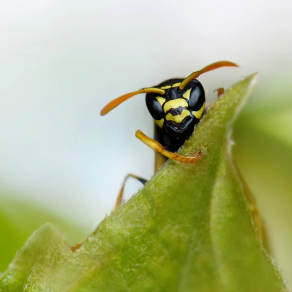 Primer Plano Error Naturaleza Salvaje — Foto de Stock