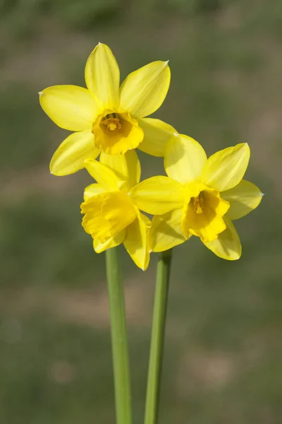 花园里黄色的水仙花 — 图库照片