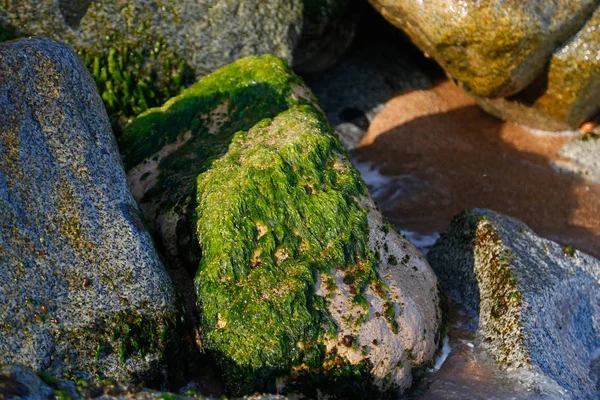 冲浪中长满苔藓的石头 — 图库照片
