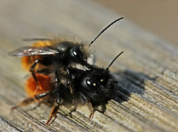 Gehoornde Metselbijen Osmia Cornuta Met Mijten Tijdens Paring — Stockfoto