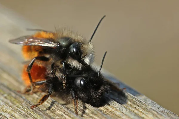 Gehoornde Metselbijen Osmia Cornuta Tijdens Paring — Stockfoto