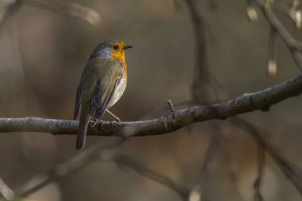 Schilderachtig Uitzicht Prachtige Roodborstje Natuur — Stockfoto