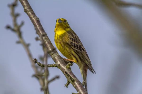 Yellowhammer Uccello Canterino Fauna Natura Emberiza Citrinella — Foto Stock