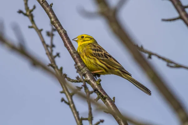 Pássaro Cantando Yellowhammer Fauna Natureza Emberiza Citrinella — Fotografia de Stock