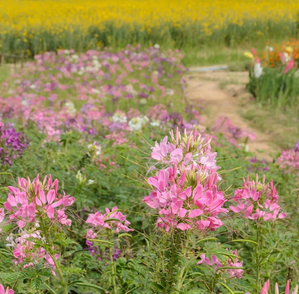 Вид Клеоме Цветочное Поле Паука — стоковое фото