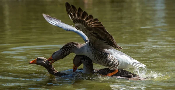 Frühlingsgefühle Den Grauen Seen Anser Anser Bild — Stockfoto