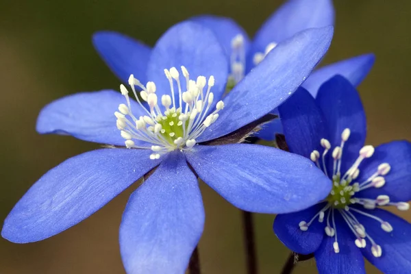 Bel Colpo Botanico Carta Parati Naturale — Foto Stock