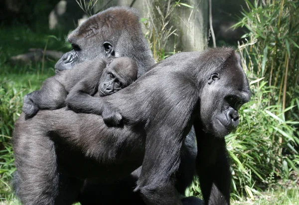 Gorilla Tier Affe Tropische Flora Und Fauna — Stockfoto