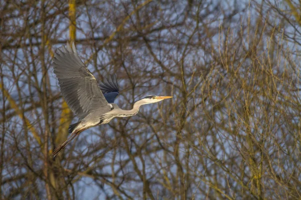 Blaureiher Flug — Stockfoto