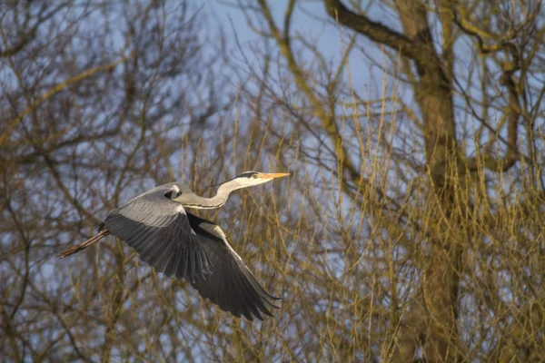 Blaureiher Flug — Stockfoto