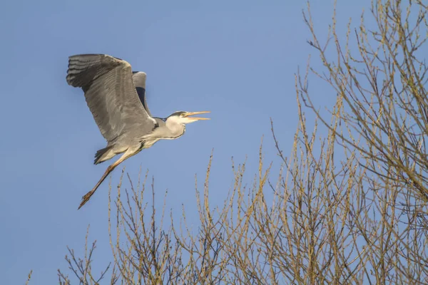 Blaureiher Flug — Stockfoto