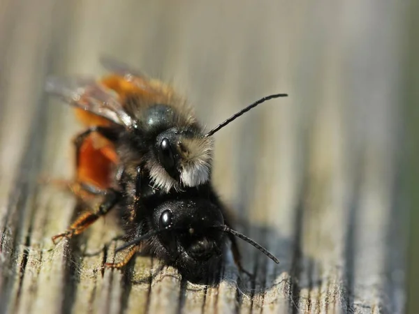 Horned Wall Bees Osmia Cornuta Mating — Stock Photo, Image